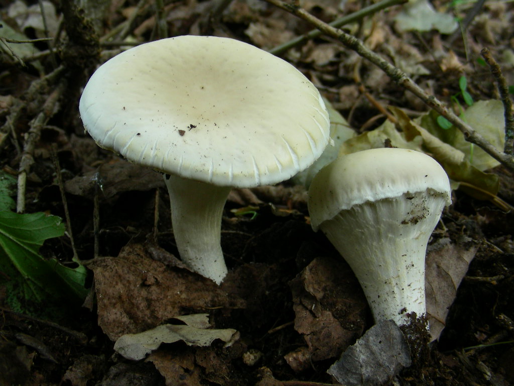 Strano ma  lui ... (Agrocybe aegerita)